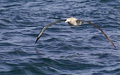Antipodean Albatross